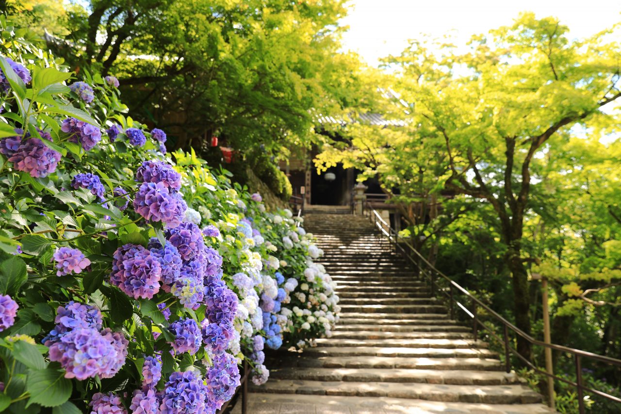 紫陽花咲く長谷寺 美しき日本 奈良