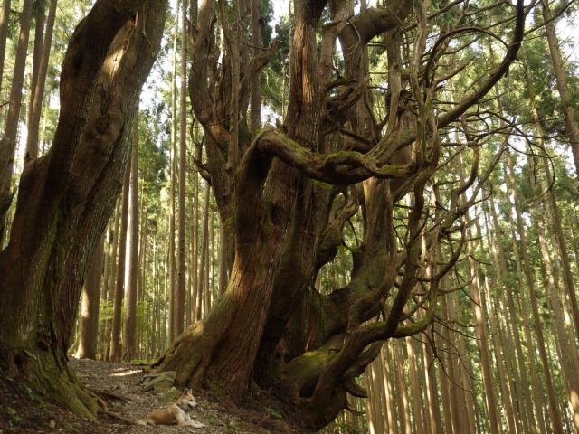 熊野古道　小辺路の大杉